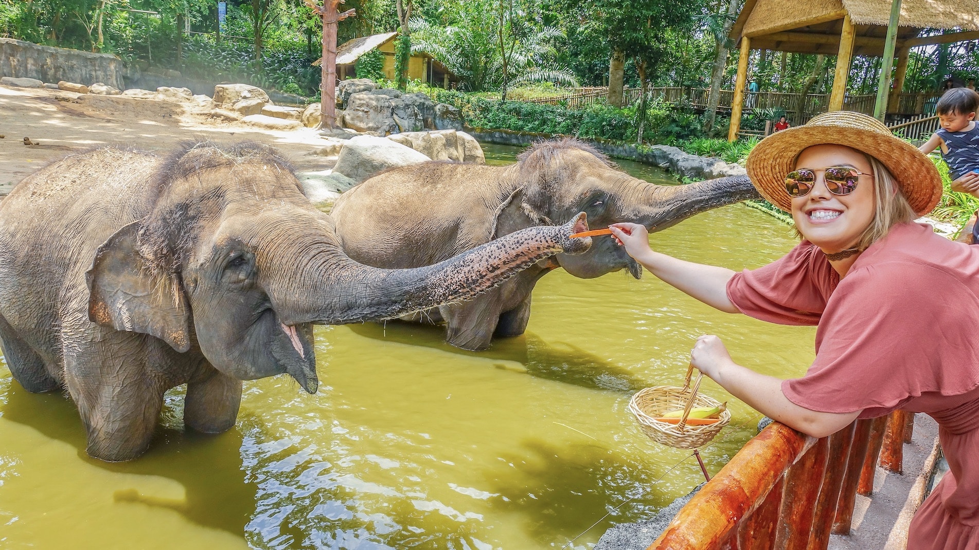 Feeding Elephants at Singapore Zoo
