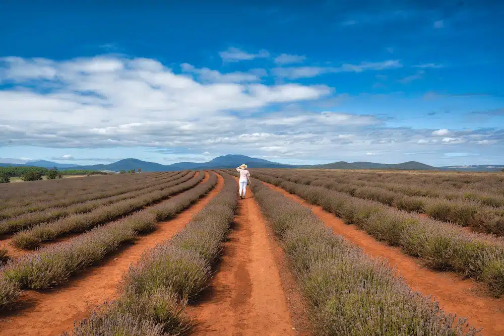 Walking through Lavender fields at Bridestowe Lavender Estate
