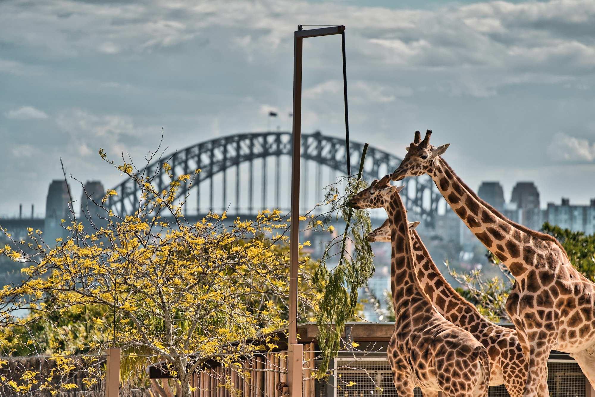 Giraffes at Sydney Taronga Zoo