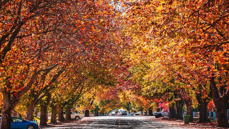 A beautiful street in Orange, NSW - colourful autumn colours
