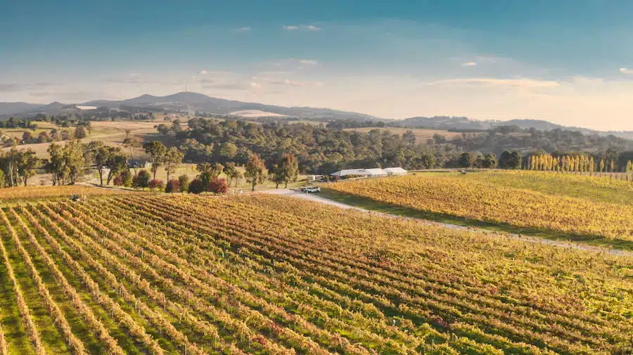 Swinging Bridge Wines