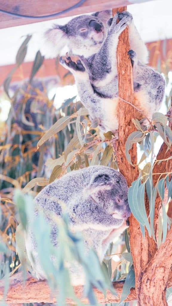 Lone Pine Koala Sanctuary: A Must-Visit Destination in Brisbane - Mia's ...