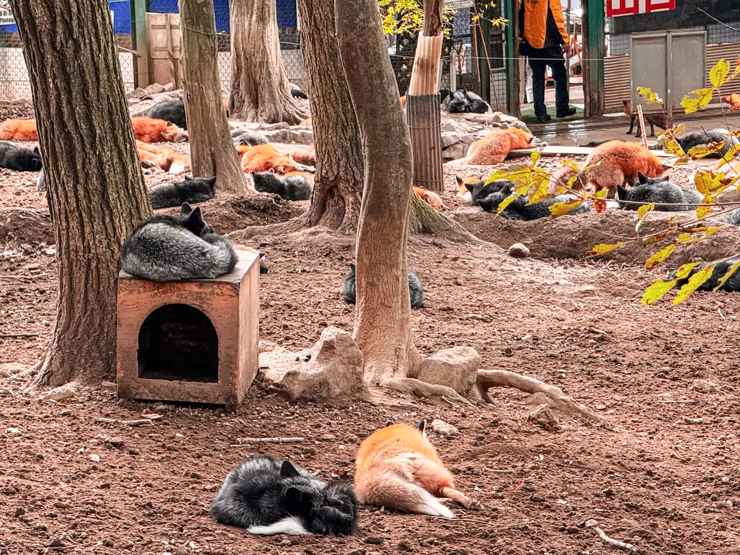 Hundreds of foxes seen at Miyagi Zao Fox Village in Japan